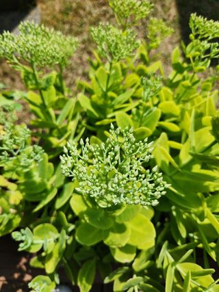 김영옥님의 기타작물 · 영농일지 작성글 사진