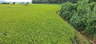 이복길님의 벼 · 영농일지 작성글 사진