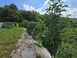 강호지인님의 기타작물 · 영농일지 작성글 사진