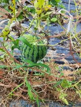 팜모닝 기타작물·영농일지 게시글 이미지