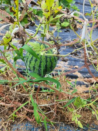 김영옥님의 기타작물 · 영농일지 작성글 사진