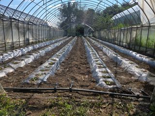 윤자용11대임후회장님의 배추 · 영농일지 작성글 사진