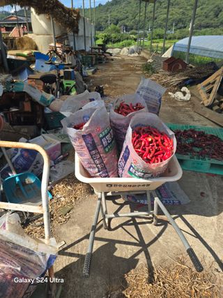 슈퍼땅콘님의 고추 · 영농일지 작성글 사진