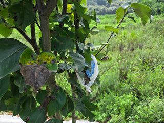 강호지인님의 기타작물 · 영농일지 작성글 사진
