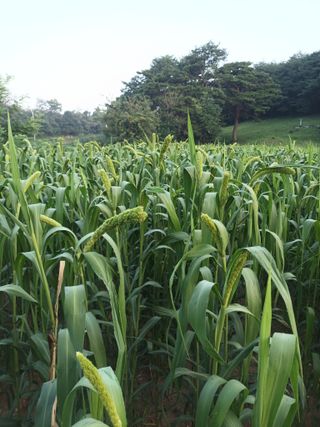 꽃봉산님의 기타작물 · 영농일지 작성글 사진