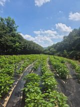 팜모닝 들깨·영농일지 게시글 이미지