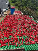 팜모닝 고추·영농일지 게시글 이미지