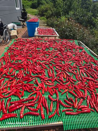 소병찬님의 고추 · 영농일지 작성글 사진