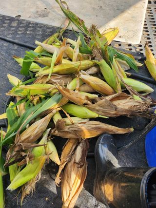 김진영님님의 옥수수 · 영농일지 작성글 사진