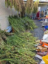 팜모닝 참깨·영농일지 게시글 이미지