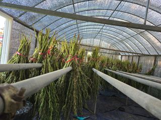 뚜벅이님의 기타작물 · 영농일지 작성글 사진