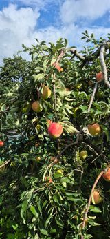 팜모닝 사과·영농일지 게시글 이미지