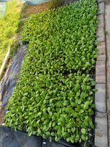 팜모닝 배추·영농일지 게시글 이미지