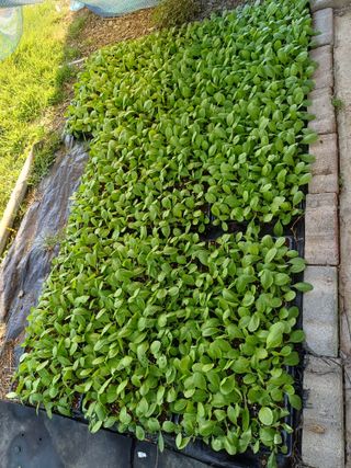 12345우각장당리님의 배추 · 영농일지 작성글 사진