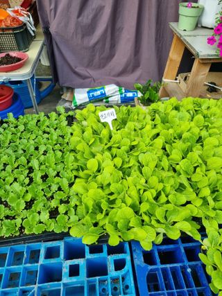 심기섭님의 기타작물 · 영농일지 작성글 사진