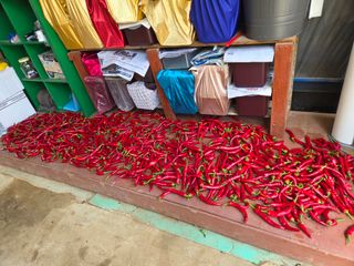 이석팔님의 고추 · 영농일지 작성글 사진