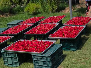 이석팔님의 고추 · 영농일지 작성글 사진