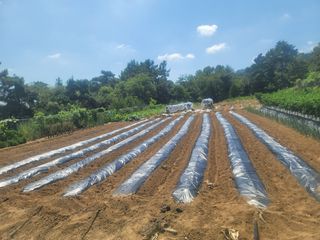 윤병주님의 배추 · 영농일지 작성글 사진