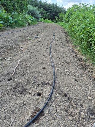 박성균님의 배추 · 영농일지 작성글 사진