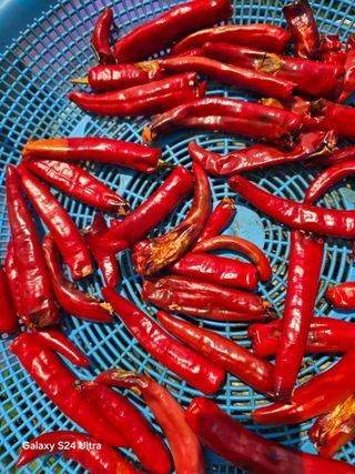 소병찬님의 고추 · 영농일지 작성글 사진