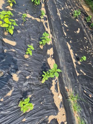 이지은님의 들깨 · 영농일지 작성글 사진