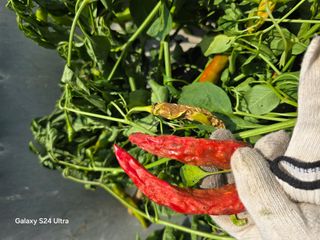 소병찬님의 고추 · 영농일지 작성글 사진
