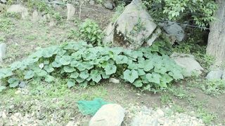 옥수수21458님의 기타작물 · 영농일지 작성글 사진