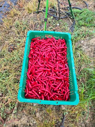 뚜벅이님의 기타작물 · 영농일지 작성글 사진