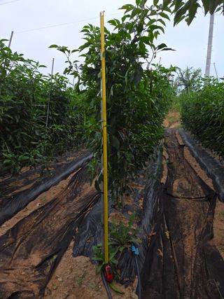 이석팔님의 고추 · 영농일지 작성글 사진
