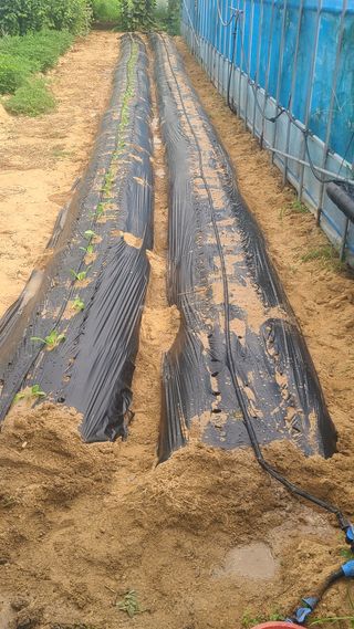 AlexLee님의 기타작물 · 영농일지 작성글 사진