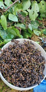 팜모닝 기타작물·영농일지 게시글 이미지