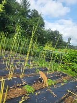 팜모닝 참깨·영농일지 게시글 이미지