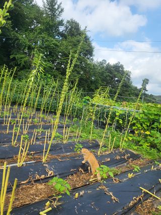 전선경님의 참깨 · 영농일지 작성글 사진