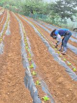 팜모닝 배추·영농일지 게시글 이미지