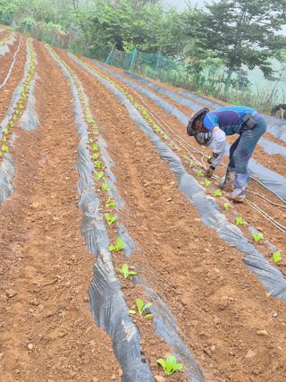 장순자님의 배추 · 영농일지 작성글 사진