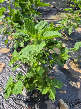 이지은님의 들깨 · 영농일지 작성글 사진