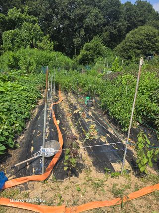 소병찬님의 고추 · 영농일지 작성글 사진