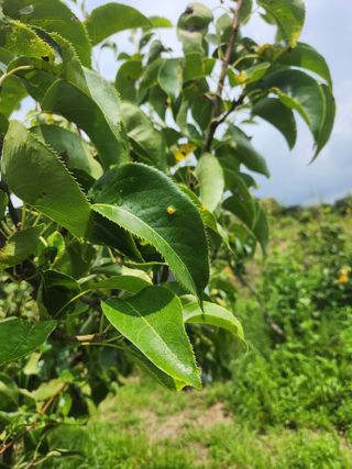 박진한님의 배 · 영농일지 작성글 사진