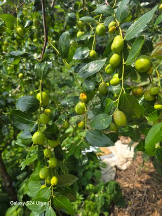 소병찬님의 고추 · 영농일지 작성글 사진