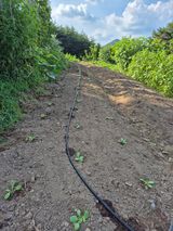 팜모닝 배추·영농일지 게시글 이미지