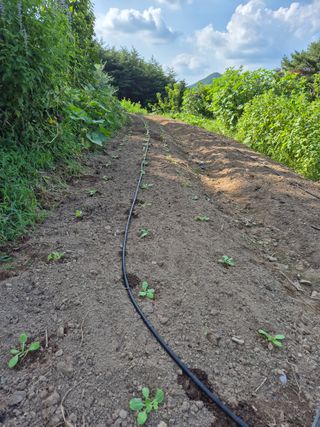 박성균님의 배추 · 영농일지 작성글 사진