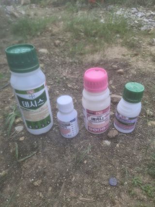 영평골님의 복숭아 · 영농일지 작성글 사진