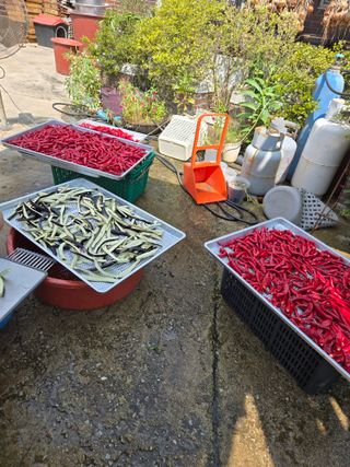 뚜벅이님의 기타작물 · 영농일지 작성글 사진