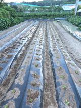 팜모닝 고추·영농일지 게시글 이미지