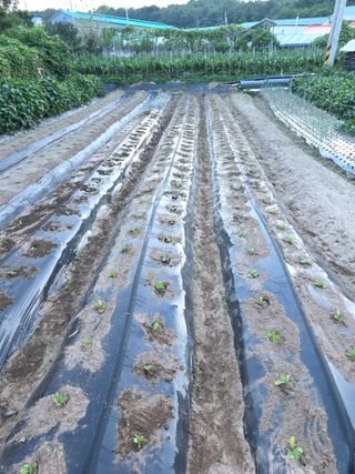 농부(홍)님의 고추 · 영농일지 작성글 사진