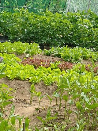 옥수수21458님의 기타작물 · 영농일지 작성글 사진