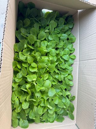 오작교농장님의 배추 · 영농일지 작성글 사진