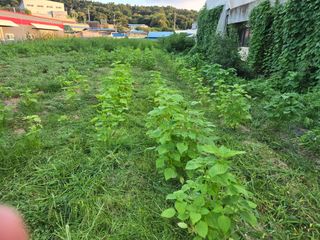 뚜벅이님의 기타작물 · 영농일지 작성글 사진