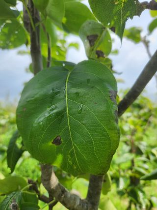 박진한님의 배 · 영농일지 작성글 사진