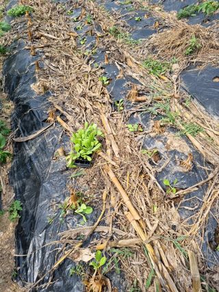 심기섭님의 기타작물 · 영농일지 작성글 사진